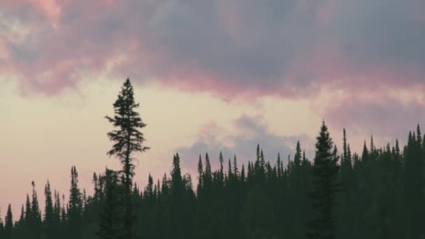 Pink sunset clouds float over tops of coniferous forest. Trees move in wind — Stock Video