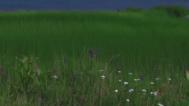 Gruesa hierba verde en la orilla del lago se balancea en el viento — Vídeos de Stock
