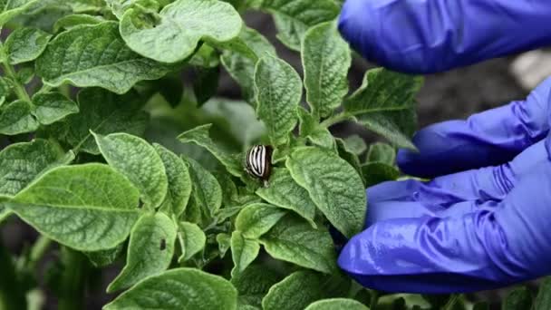 Control de insectos dañinos en el jardín. Agricultor en guante recoge escarabajo colorado patata — Vídeos de Stock