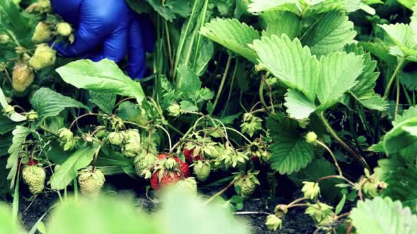 Boer in blauwe handschoen kweekt aardbeienbladeren om bessen te kweken — Stockvideo