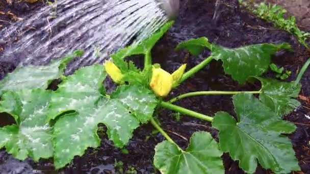 Kanystr na zalévání cuketových listů žlutými květy. Pěstování zeleniny v letní zahradě — Stock video