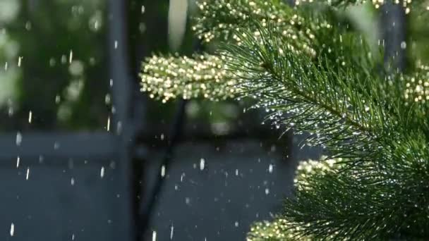 Regendruppels vallen op dennentakken. Water glimt op naalden in de zon — Stockvideo