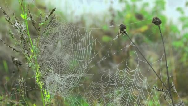 Spider web between branches of grass — Stock Footage Spider web between branches of grass Royalty Free Stock Footage