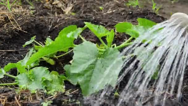 Annaffiatoio annaffiatoio foglie di zucchina. Cura delle piante nel giardino estivo — Video Stock