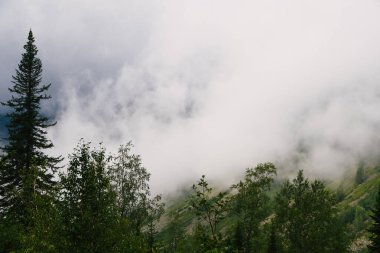Ormanda sisli bir sabah. Ağaçların tepeleri yağmurlu havada bulutlarla kaplıdır. Yağmurlu bir günde, tepede çam ağaçları sisli..
