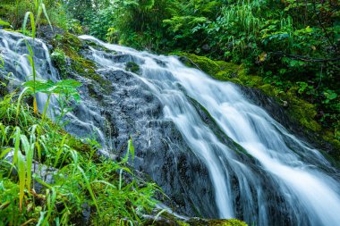 Yağmur ormanlarındaki nehir üzerindeki şelalenin atmosferik görüntüsü. Kayalar ve yeşil yosunlar arasında hızlı akarsu.