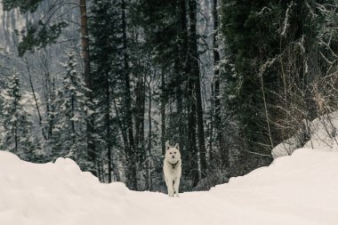 Beyaz köpek kış ormanlarında karlı yolda