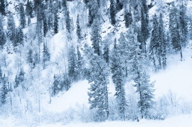 Tepenin yamacında kar ağaçları. Çam ağaçlarının dallarında don olan peri ormanı. Tepenin yamacındaki karanlık ve sisli orman