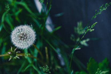 Olgun karahindiba yeşil çayırda