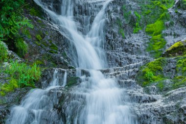 Yeşil çimenlerin arasında şelale. Yaz yağmur ormanlarında yosunlu kayaların üzerindeki dağ deresi. Alp çağındaki hızlı akış