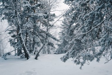 Bulutlu bir günde yoğun kar ormanı. Soğuk dondaki çam ağaçlarının dalları. Tayga 'da soğuk kış.