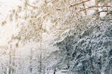 Kış ormanlarında soğuk hava. Ağaçların dalları kar ve buzla kaplıdır..