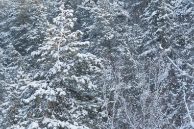 Yoğun kar tabakası altında kozalaklı ağaçların dalları. Ormanda kışın başlangıcı.