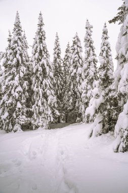 Yoğun dalları kar yığınlarıyla kaplı kış ormanı