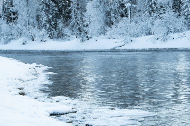 Karlı ormanlı gölün buzlu kıyısı. Soğuk hava, soğuk hava yüzünden donmuş nehir yatağı.
