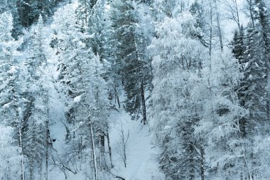 Tepenin yamacında kar ağaçları. Çam ağaçlarının dallarında don olan peri ormanı. Tepenin yamacındaki karanlık ve sisli orman