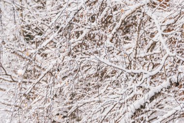 Yapraksız ağaçların dalları. Kış ormanlarındaki çalılıklarda kar ve buz