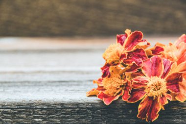 Gagetlerin güzel portakal çiçekleri