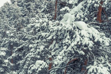 Yoğun kar tabakası altında kozalaklı ağaçların dalları. Ormanda kışın başlangıcı.
