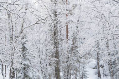 Kış ormanlarında soğuk hava. Ağaçların dalları kar ve buzla kaplıdır..