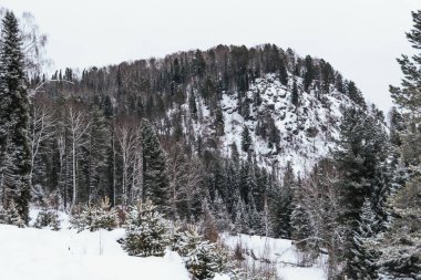 Tepenin yamacındaki karlı kozalaklı orman. Ağaçlar kış günü kar ve buzla kaplıdır..