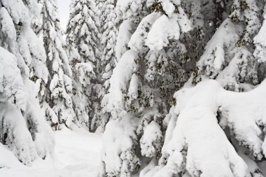 Yoğun dalları kar yığınlarıyla kaplı kış ormanı