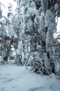 Donmuş dalları olan yoğun bir orman. Orman yolculuğunun kış atmosferi, ağaçların üzerindeki yumuşak kar
