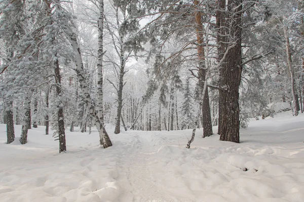 Camino Bosque Entre Los Árboles Nieve Bosque Invierno — Foto de Stock