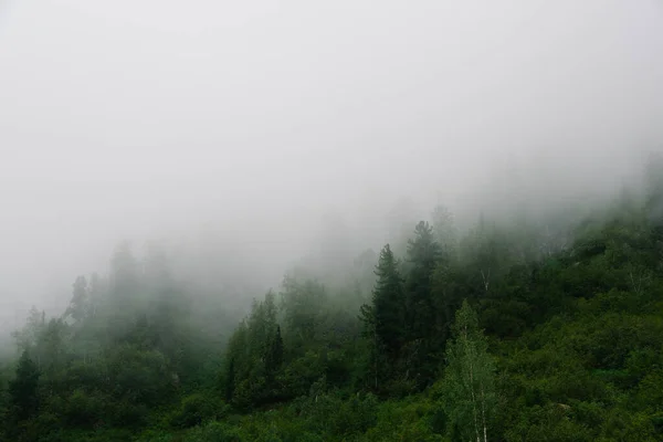 Foggy Matin Dans Les Bois Cime Des Arbres Est Couverte — Photo