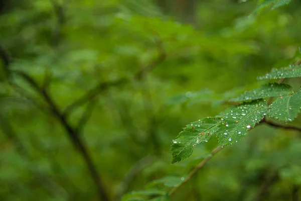 Zelené Listy Kapky Rosy Dešťové Kapky Široké Listy Tmavém Lese — Stock fotografie