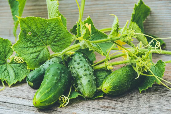 Fresh Cucumbers Green Leaves Flowers Wooden Table Farming Growing Cucumbers — Stock Photo, Image
