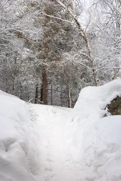 Camino Bosque Entre Los Árboles Nieve Bosque Invierno — Foto de Stock