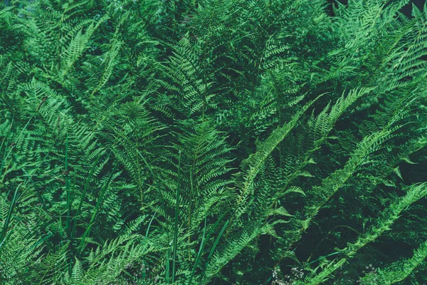 Eğrelti Otları Yağmur Ormanlarında Yeşil Yaprak Örtüsü Eğreltiotu Yapraklarının Doğal — Stok fotoğraf