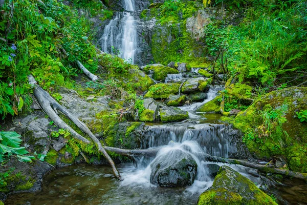 Yağmur ormanlarındaki orman deresi. Yosunlu kayalar ve yeşillikler arasında şelale. Yaz günü dağ nehri. Dağ deresi çağlayanlarıyla dolu doğa manzarası ormandaki gür çalıların arasında..