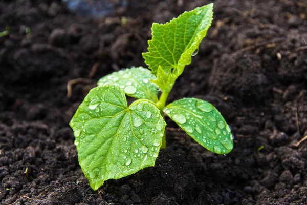 Young Shoots Green Cucumber Leaves Farm Growing Vegetables Garden — Stock Photo, Image