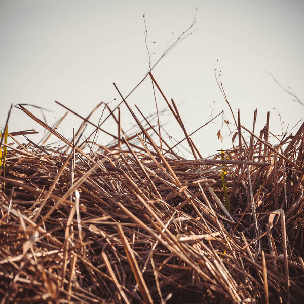 Стопка сухого сена в качестве фона. Сено текстурное