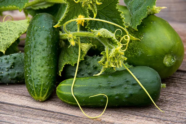 Fresh Cucumbers Green Leaves Flowers Wooden Table Farming Growing Cucumbers — Stock Photo, Image