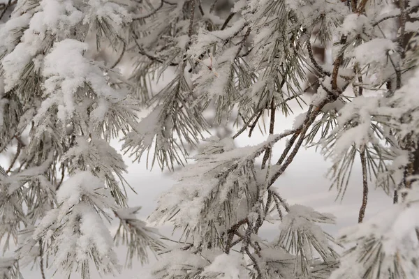 雪の木の枝 霜で覆われた針で冬の松 — ストック写真