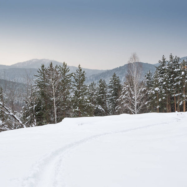 Path in forest among snow trees in winter forest