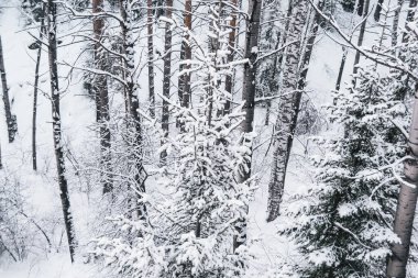 Yokuşta çam ağaçları ve donmuş ağaç dalları olan Sibirya kış ormanı
