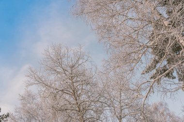 Buz gibi sisli yamaçta kış ormanı. Dallar, yumuşak gökyüzünün altında kar ve buzla kaplıdır..