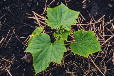 Çiftlikte yeşil salatalık yapraklı genç filizler. Bahçede sebze yetiştiriyor..