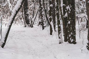 Ormandaki patika, kış ormanlarındaki kar ağaçları arasında.