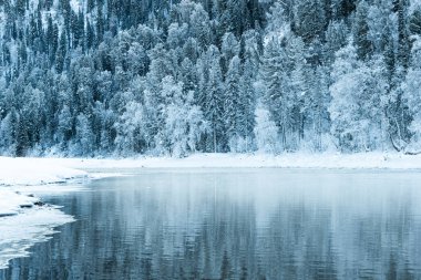 Buz gibi nehrin yamacındaki kar ormanı.
