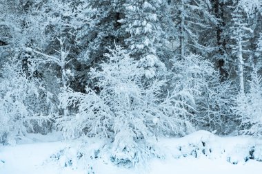 Tepenin yamacında kar ağaçları. Çam ağaçlarının dallarında don olan peri ormanı. Tepenin yamacındaki karanlık ve sisli orman