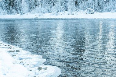 Karlı ormanlı gölün buzlu kıyısı. Soğuk hava, soğuk hava yüzünden donmuş nehir yatağı.