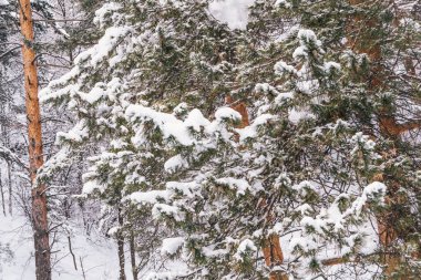 Soğuk bir günde çam ormanı. Ağaçların dalları don ve karla kaplıdır..