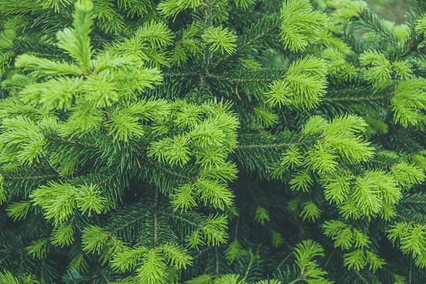 Groene Sparren Takken Het Zomerwoud — Stockfoto