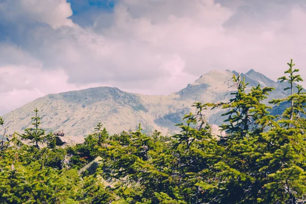 Vrcholy Stromů Pozadí Kopce Mraky Borový Les Horském Údolí Krása — Stock fotografie