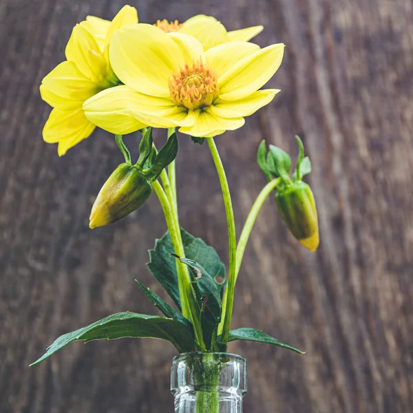 Yellow Dahlia Flowers Wooden Table — Stock Photo, Image